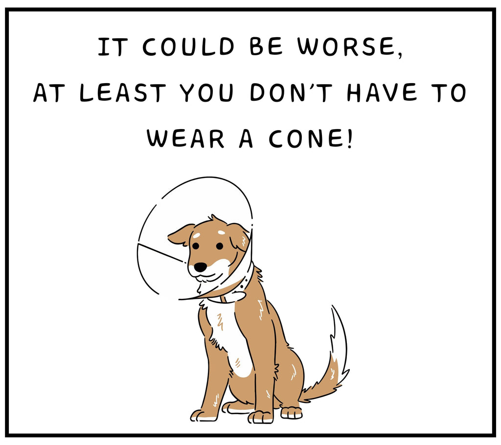 Funny Get Well Gift | Funny Post Surgery Gift | Hospital Discharge Gift | Funny Get Well Soon Candle | Comfort & Cheer Up | Funny Dog Cone Etsy